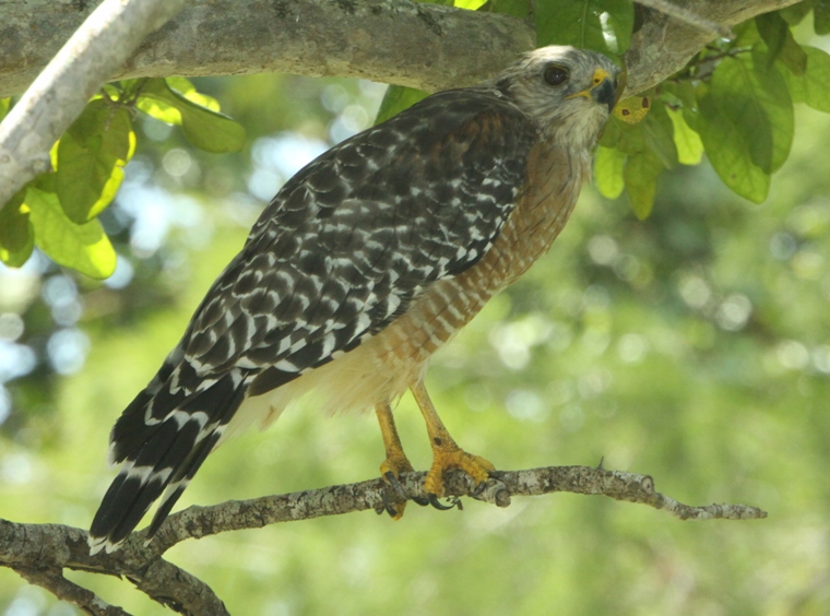 red shoulder hawk